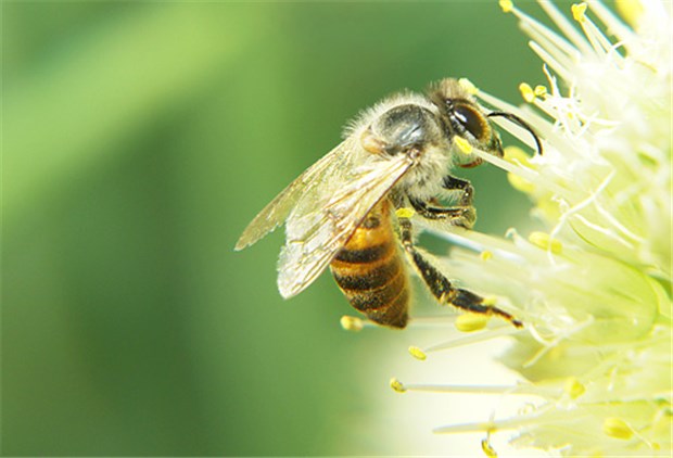 Bienenstock in der Buntwäsche Nützlich, aber vielen Menschen nicht ganz geheuer: die Honigbiene. © ktsdesign / fotolia.com