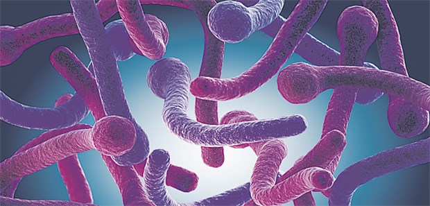 Hoffnungsschimmer gegen Vaginalkandidose Nur sehr schwer beizukommen: Candida albicans.