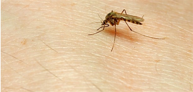 Genmanipulierte Mücken sollen Malaria eindämmen Nur weibliche Mücken übertragen Malaria.