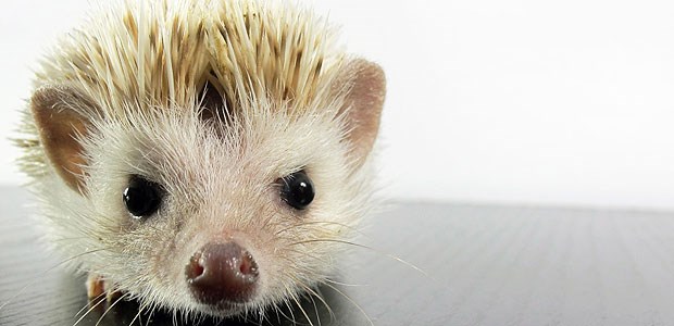 Zehn Schlüsselfragen zu IGeL Ob Igel oder IGeL: Ärzte sollten im Umgang mit beiden besonders wachsam sein.