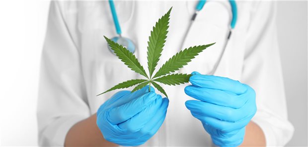 Ob im Therapiealltag Medizinalhanf beliebter wird, wenn Cannabis-Anbau und -Besitz nicht, mehr strafbar sind? Auf Selbstzahlerbasis durchaus denkbar.