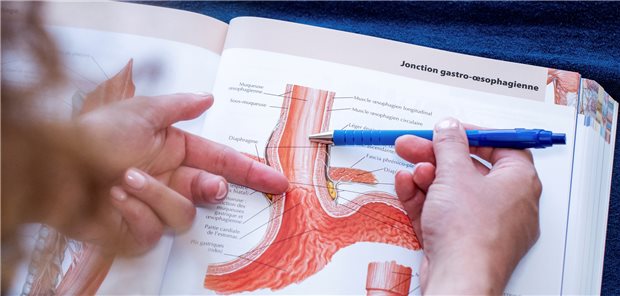 Ösophagus im Fokus: Die Erkrankung der eosinophilen Ösophagitis wurde in den 1990er Jahren erstmals beschrieben.