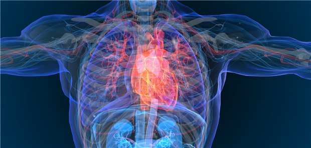 Offenbar schützen Mutationen im PDE3A-Gen das Herz trotz Hypertonie vor einer Insuffizienz. Dies geht aus einer Studie hervor.