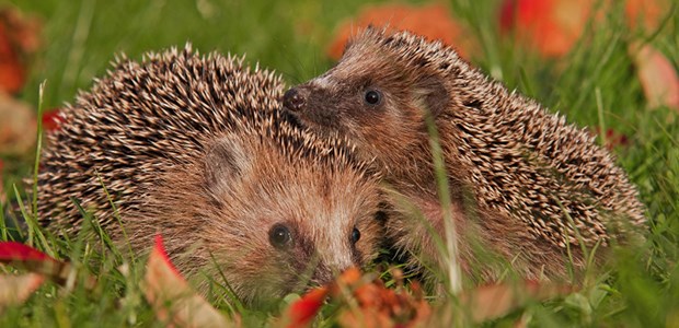 IGeL bleiben stachelig Oft im Grünen anzutreffen: Igel.