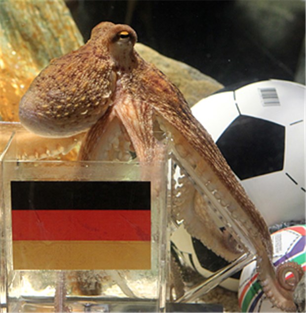 Weltbekanntes Fußballorakel Paul ist tot - Denkmal geplant Oktopus-Orakel Paul ist gestorben.