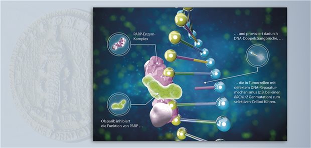 Olaparib provoziert über eine Hemmung des PARP-Enzymkomplexes DNA-Doppelstrangbrüche in sich teilenden Tumorzellen. Dies führt in Tumorzellen mit defekten DNA-Reparaturmechanismen zur Apoptose.