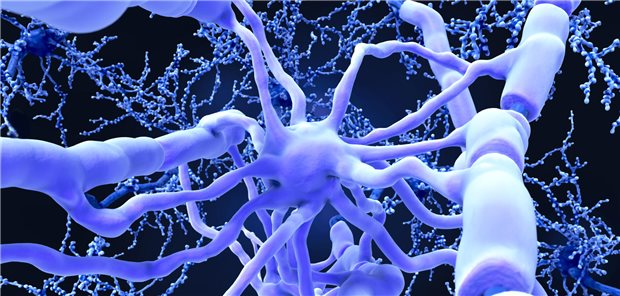 Oligodendrozyten isolieren die Axone von Neuronen im zentralen Nervensystem. Die Zellen können offenbar auch Beta-Amyloid produzieren und so zur Entwicklung von Alzheimer beitragen.
