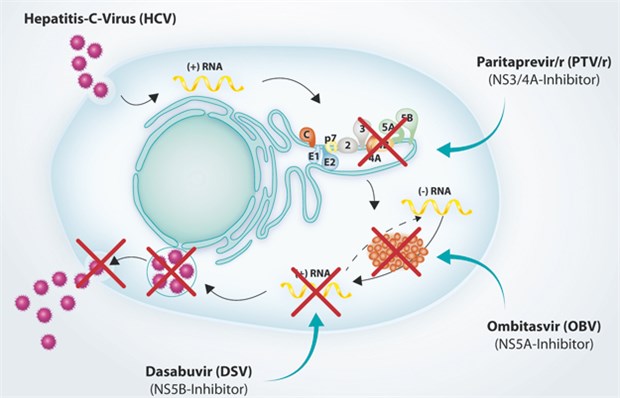 Ombitasvir/Paritaprevir/Ritonavir und Dasabuvir greifen gezielt an drei unterschiedlichen Schaltstellen der HCV-Replikation ein. Dadurch wird die Replikation unterdrückt und die Freisetzung neuer HCV unterbunden.