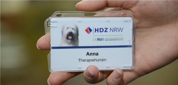 Pudeldame besucht herzkranke Kinder auf Station Ordnung muss sein: Mitarbeiterausweis für Pudeldame Anna.