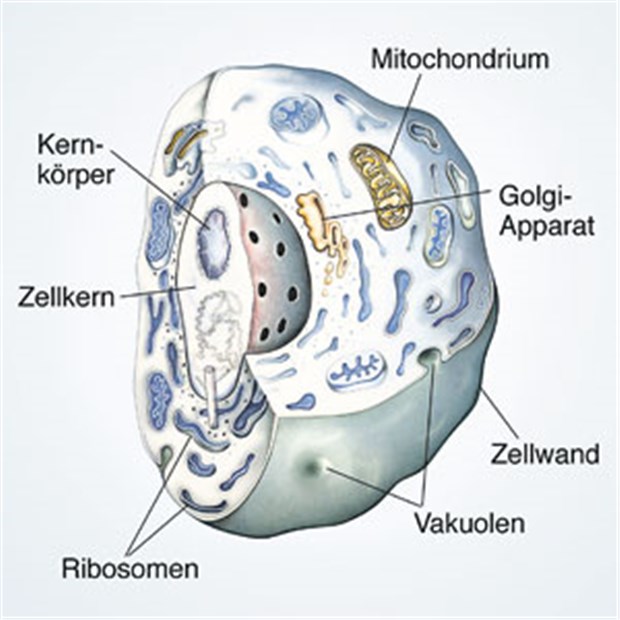 Wie Zellen ihren Müll wiederverwerten Organellen der menschlichen Zelle. Hierzu gehören auch die früher wenig beachteten Autophagosomen.