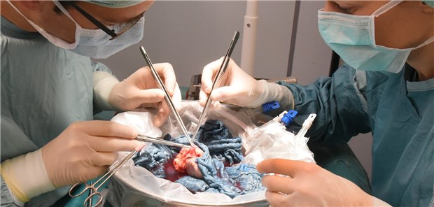 Korrekte Abläufe bei den Organspenden Organtransplantationen – im Bild eine Spenderniere an der Uniklinik Leipzig – laufen laut Prüfbericht weitestgehend ordnungsgemäß.