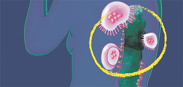 Kunst als Vermittler zwischen Arzt und Patient "Osteoporose": Osteoklasten wandern an der Wirbelsäule entlang - in ihrer Wirkung behindert von einem Bisphosphonat.