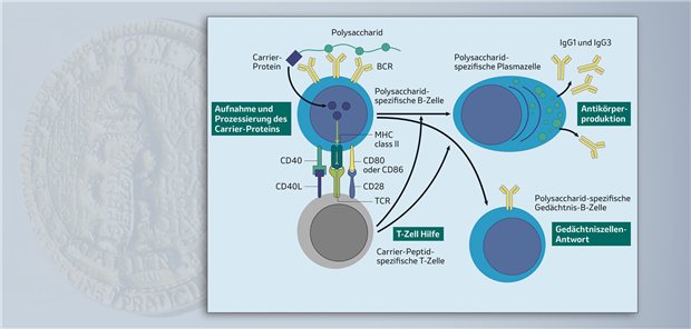 PCV15 wird von einer B-Zelle erkannt und löst eine T-Zell-abhängige Immunantwort aus. Es kommt zur Bildung Antikörper-produzierender Plasmazellen und spezifischer Gedächtnis-B-Zellen.