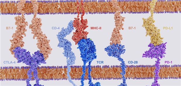 Die Wechselwirkungen von MHC-II mit dem T-Zell-Rezeptor sowie von CD4 und B7-1 mit CD-28 aktivieren die T-Zellen, während die Wechselwirkungen von P7-1 mit CTLA-4 und PD-L1 mit PD-1 die T-Zellen deaktivieren.
