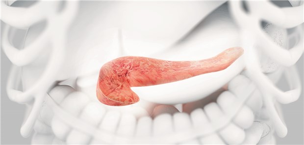 Pankreas: Forscher suchen nach Strategien, den Untergang von Betazellen in der Bauchspeicheldrüse aufzuhalten.