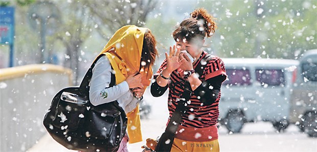 Peking leidet unter Pappelflocken Pappelflocken schweben durch die Luft wie Schnee: Zwei Chinesinnen bedecken ihre Gesichter.
