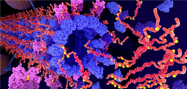 Pathologische Phosphorylierung von Tauproteinen: Antisense-Oligonukleotide (ASO) reduzieren die Tau-Produktion über den Abbau der Tau-mRNA.