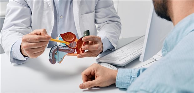 Arzt zeigt Patienten auf einen Modell den Aufbau der männlichen Geschlechtsorgane