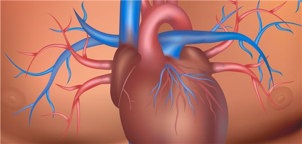 Patienten mit steiferen Herzwänden könnte künftig vielleicht eine medikamentöse Therapie mit einer synthetischen Nukleinsäure helfen.