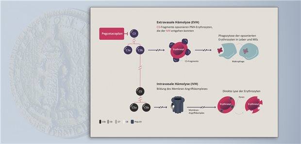 Pegcetacoplan bindet mit hoher Affinität an das Komplementprotein C3. So hemmt es die extravasale sowie die intravasale Hämolyse über das nachgeschaltete C5 und den Membran-Angriffskomplex.