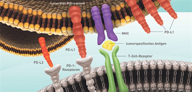 Pembrolizumab blockiert die PD-1-Rezeptoren der T-Zellen, sodass Interaktionen mit den die T-Zell-Aktivität hemmenden Liganden PD-L1 und PD-L2 unterbunden werden. Dadurch wird die Immunantwort der T-Zellen reaktiviert.