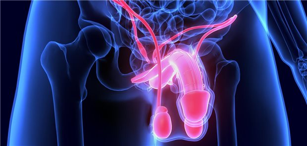 Penis im Fokus: Die Krümmung des Penis ist das Hauptmerkmal der Induratio penis plastica: Im erigierten Zustand ist sie für Betroffene offensichtlich und oft begleitet von weiteren Beschwerden, etwa Schmerzen und Problemen beim Geschlechtsverkehr.