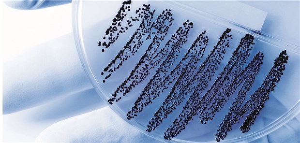 Tests sollen Ärzten Verschreibungsdruck nehmen Petrischale auf Forscherhand: Schnelltests sollen Ärzte bei der Antibiotikaverordnung unterstützen.