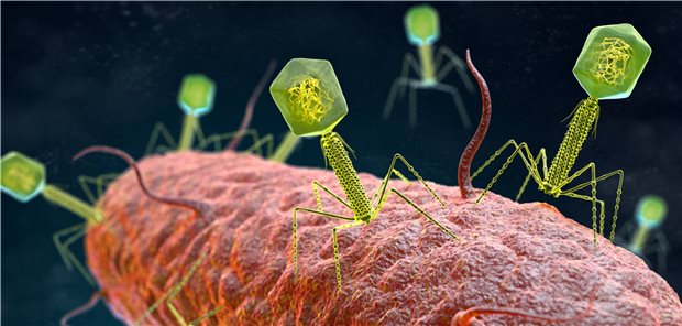 Phagen, die ein stäbchenförmiges Bakterium angreifen. (Schematische Darstellung)