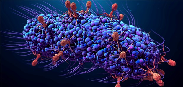 Phagen greifen ein Bakterium an: Die Phagentherapie ist nur ein Ansatz gegen resistente Keime.