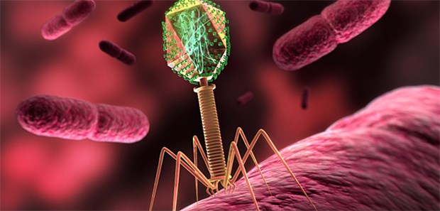 Weist die Phagentherapie den Weg? Phagen können helfen, wenn Antibiotika gegen multiresistente Keime unwirksam sind.