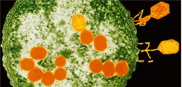 Phagen (orange) attackieren ein E.coli-Bakterium.