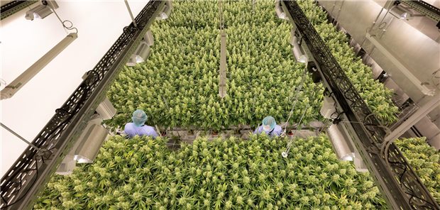 Pharmazeuitischer Hanfanbau. THC-Patienten kommen jetzt öfter auf legalen Bezugswegen ans Ziel.