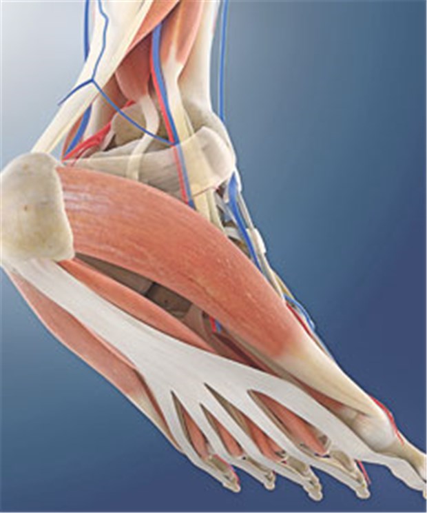 Plantarfasziitis: Durch eine Stoßwellentherapie verringerten sich die Schmerzen, die Funktionsfähigkeit der Patienten verbesserte sich.