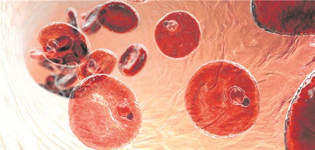 Plasmodien vermehren sich als Trophozoiten in Erythrozyten: Eine Phase im Lebenszyklus von Malaria-Erregern.