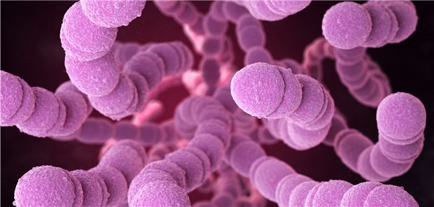 Pneumokokken, Auslöser von Pneumonien. Jede ambulant erworbene Pneumonie braucht eine Pneumokokken-wirksame Behandlung.