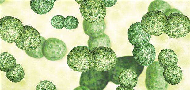 Pneumokokken: Die STIKO empfiehlt seit Kurzem PCV20-Impfstoff für Erwachsene. Der GBA folgt nun der Empfehlung.
