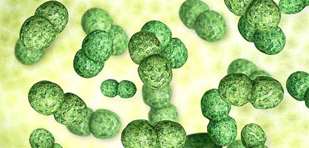 Pneumokokken: Etwa 15 Prozent der Patienten mit einer invasiven Pneumkokken-Erkrankung (IPD) sind 2017 daran gestorben, wobei IPD bei Senioren am häufigsten tödlich verläuft.