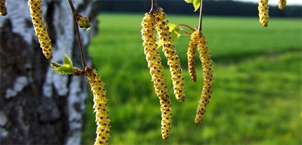 Startschuss für den Allergie-Informationsdienst Pollen im Anflug: Ein Online-Dienst bietet Allergikern Orientierung.