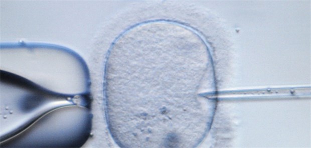 Gesunde Zwillinge trotz Risiko für Prionkrankheit Präimplantationsdiagnostik: Test im Zellstadium eines Embryos. In Deutschland ist das Verfahren nur eingeschränkt erlaubt.