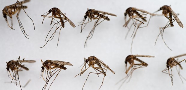Mücken aus deutschen Landen Präparierte Mücken im Leibniz-Zentrum für Agrarlandschaftsforschung am Institut für Landnutzungssysteme, AG Medizinische Entomologie, in Müncheberg (Brandenburg)