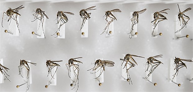 Wieso sich gefährliche Mückenarten ausbreiten Präparierte heimische Stechmücken der Art Aedes cantans im Leibniz-Zentrum für Agrarlandschaftsforschung (ZALF) am Institut für Landnutzungssysteme AG Medizinische Entomologie.