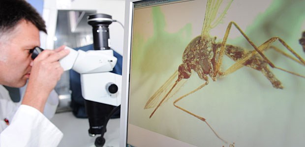 Immer mehr Allergien gegen Bisse und Stiche von Insekten Privatdozent Helge Kampen, Entomologe des Friedrich-Loeffler-Instituts (FLI) untersucht in seinem Labor auf der Insel Riems bei Greifswald eine Stechmücke.