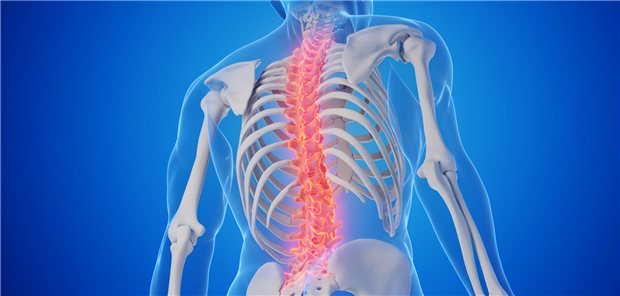 Ein Skelett von hinten gesehen