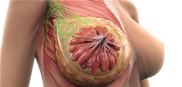 Prolaktin fördert die Laktation während der Stillzeit.