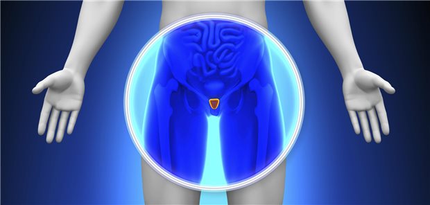 Abbildung einer Prostata. 