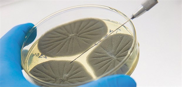 Dermatologen fürchten Aus für mykologisches Labor Prüfender Blick in die Petrischale: Dermatologen müssen im mykologischen Labor neue Qualitätssicherungsvorgaben beachten.