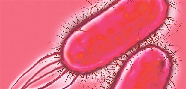 Resistente Keime auf dem Vormarsch Pseudomonas-Keime: Gegen die Erreger von Pneumonien und Sepsis wird jetzt ein neues Antibiotikum geprüft.