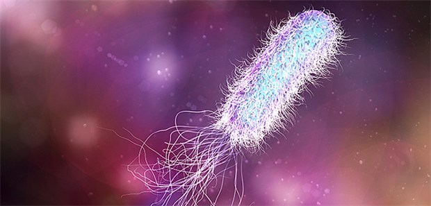 Radiologie-Patienten mit Erreger infiziert? Pseudomonas aeruginosa: Der Keim zählt zu den antibiotikaresistenten Erregern.