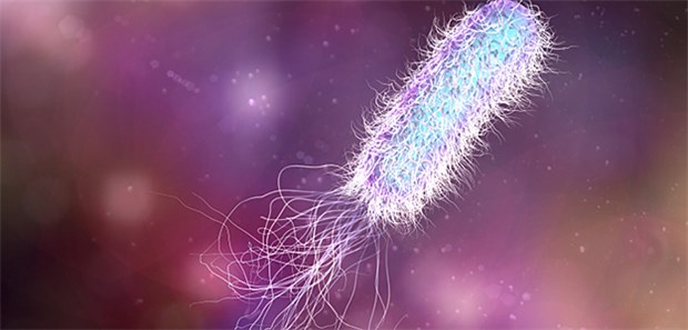 Die ausgeklügelte Taktik von Pseudomonas aeruginosa Pseudomonas aeruginosa, ein häufiger Krankenhauskeim, kann bekanntlich zu schweren Infektionen führen, wie Wundinfektionen, Pneumonien oder Meningitiden.