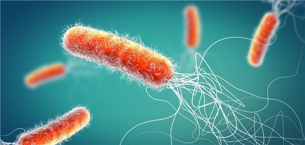Pseudomonas aeruginosa ist oft gegen Antibiotika resistent. Da weitere Behandlungsmöglichkeiten fehlen, wird es von der Weltgesundheitsorganisation WHO als Krankheitserreger mit kritischer Priorität eingestuft.